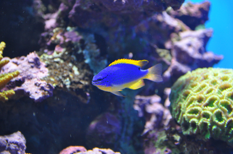 Birch Aquarium in San Diego