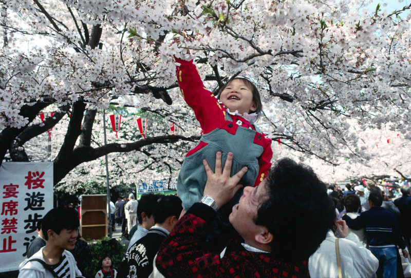 Sakura at Ueno Park