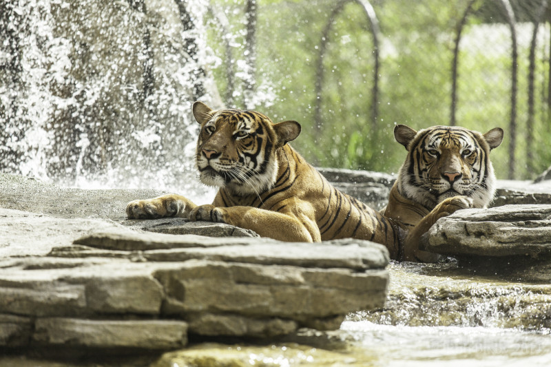 Tiger in zoo image