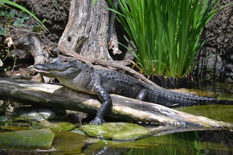 Alligator in zoo image