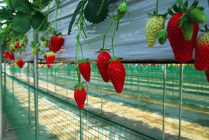  strawberry yamanashi