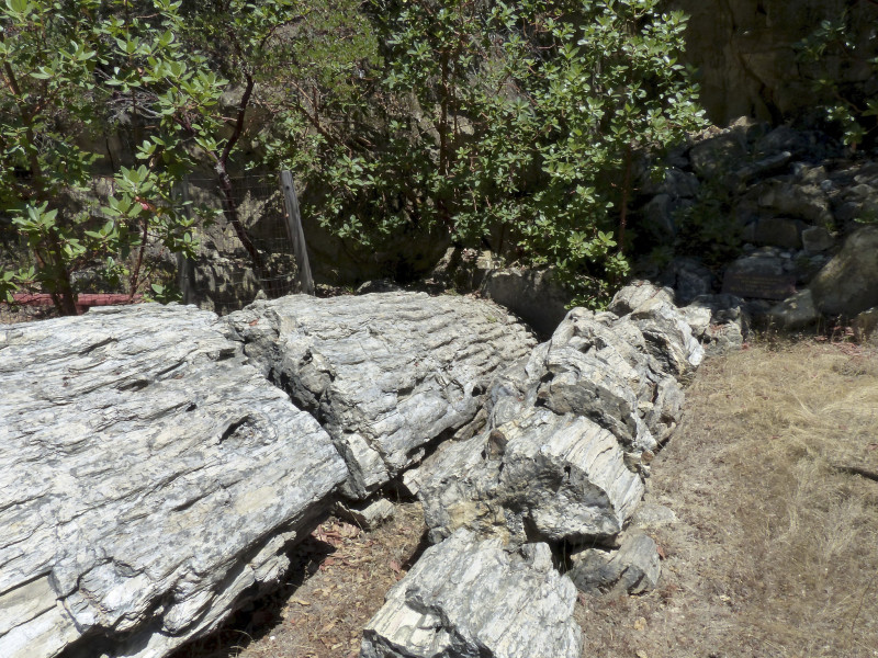 Petrified Wood in Napa Valley