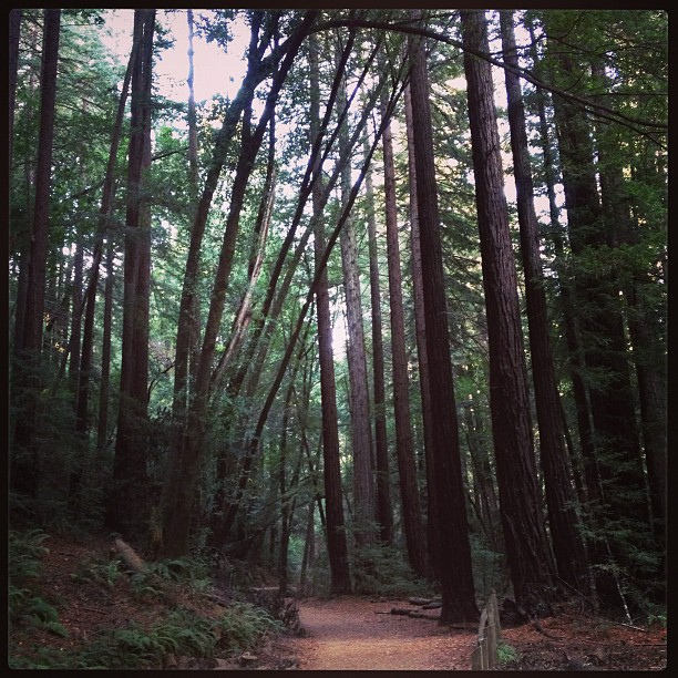 Redwood-Regional-Park